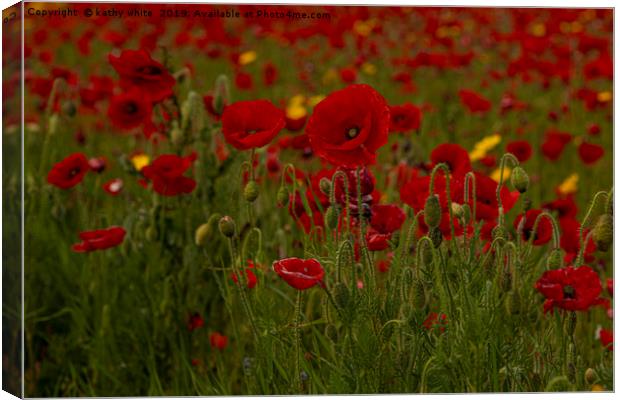 wildflower s,Red poppies of West Pentire  Cornwall Canvas Print by kathy white