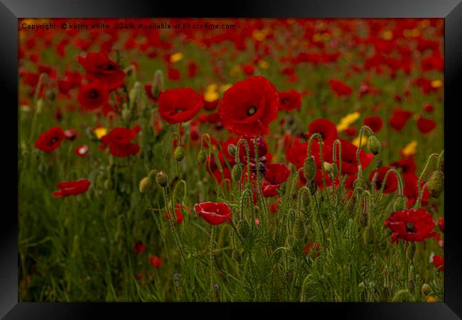 wildflower s,Red poppies of West Pentire  Cornwall Framed Print by kathy white
