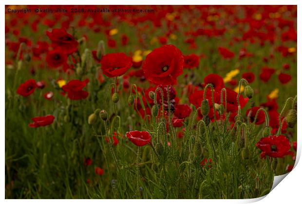 wildflower s,Red poppies of West Pentire  Cornwall Print by kathy white