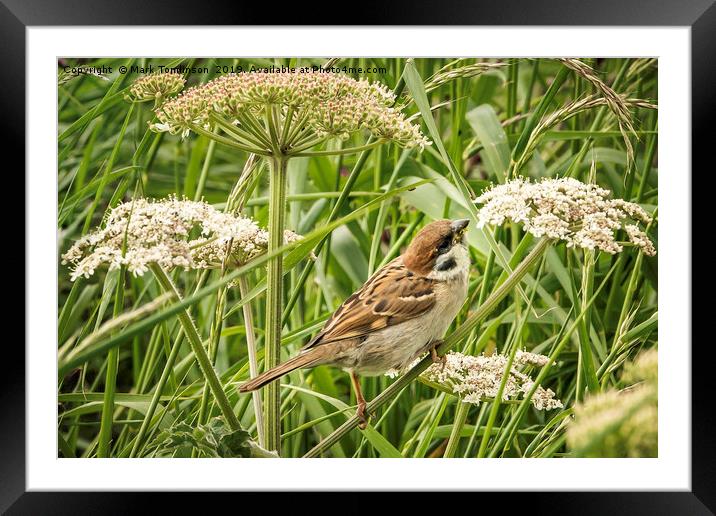 Tree Sparrow at Bempton Framed Mounted Print by Mark Tomlinson