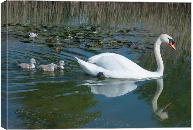 Mute swan mother and new born cygnets  Canvas Print by Andrew Michael