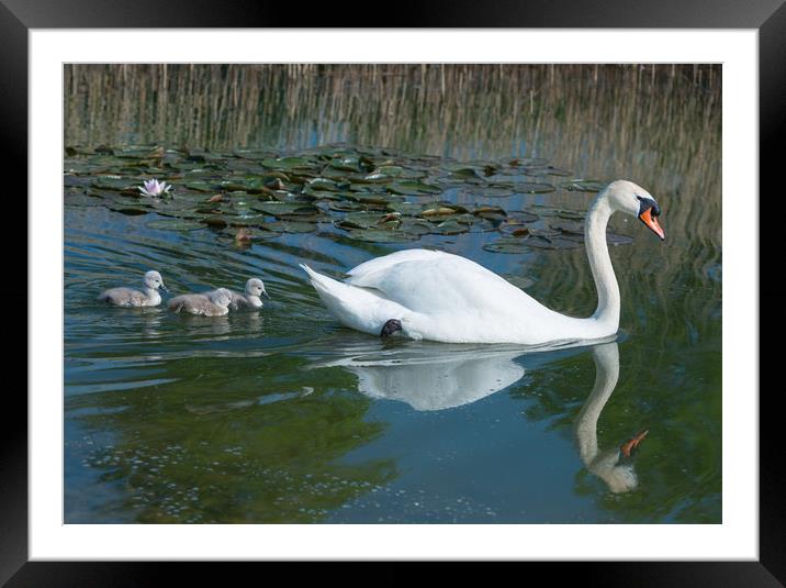 Mute swan mother and new born cygnets  Framed Mounted Print by Andrew Michael