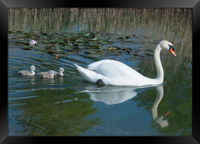 Mute swan mother and new born cygnets  Framed Print by Andrew Michael