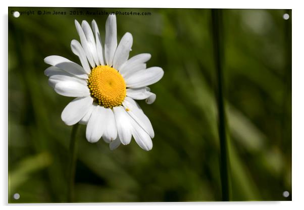 English Wild Flowers - Ox-eye Daisy Acrylic by Jim Jones
