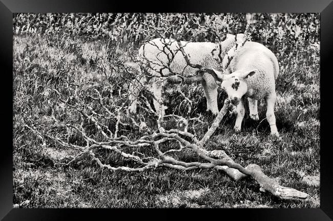 Sheep in Monotone. Framed Print by Darren Burroughs