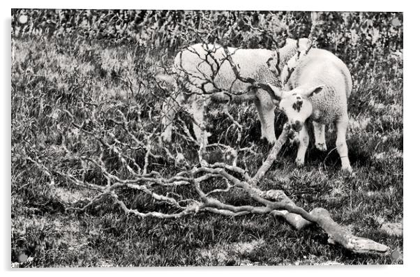 Sheep in Monotone. Acrylic by Darren Burroughs