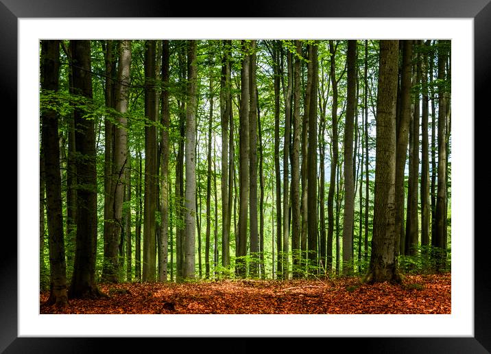 Beech forest in summer day Framed Mounted Print by Sergey Fedoskin