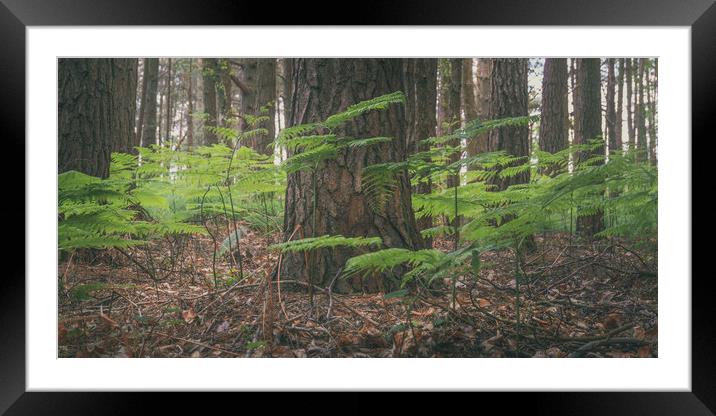 Ashdown Forest Framed Mounted Print by Ben Hatwell