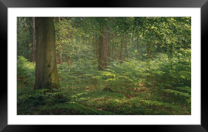 Ashdown Forest Landscape  Framed Mounted Print by Ben Hatwell