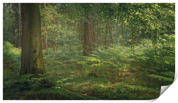 Ashdown Forest Landscape  Print by Ben Hatwell
