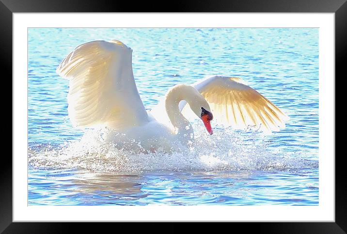 The White Swan Framed Mounted Print by Lauren Meyerink