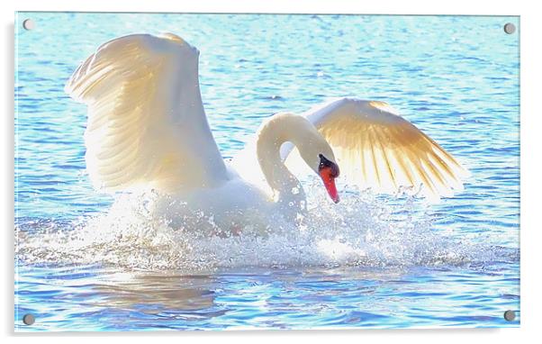 The White Swan Acrylic by Lauren Meyerink