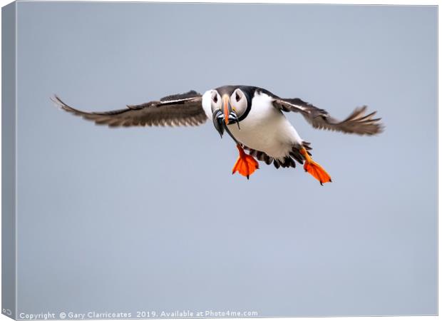 Puffin in Flight Canvas Print by Gary Clarricoates