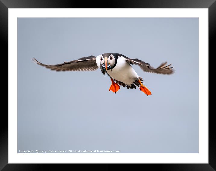 Puffin in Flight Framed Mounted Print by Gary Clarricoates