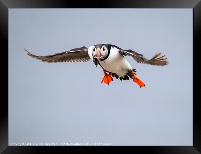 Puffin in Flight Framed Print by Gary Clarricoates