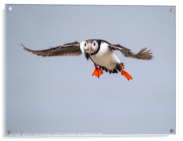 Puffin in Flight Acrylic by Gary Clarricoates