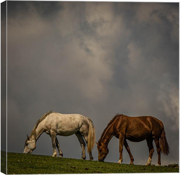 Wild Horses Canvas Print by Mark S Rosser
