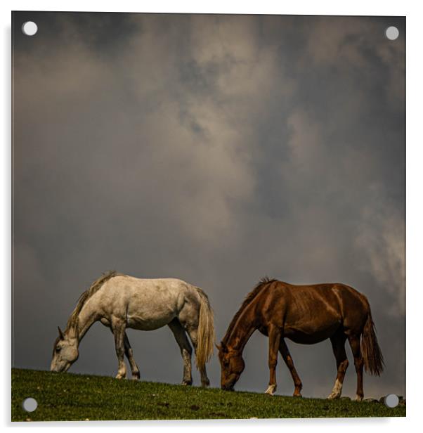 Wild Horses Acrylic by Mark S Rosser