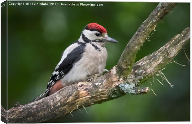 Juvenille Great Spotted Woodpecker Canvas Print by Kevin White