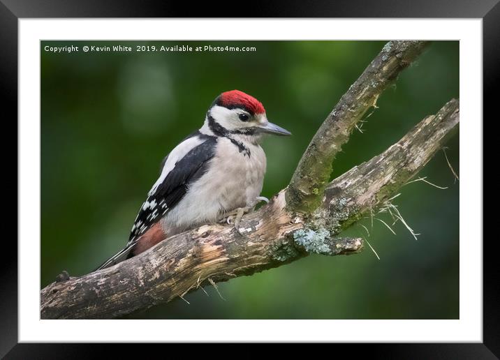 Juvenille Great Spotted Woodpecker Framed Mounted Print by Kevin White