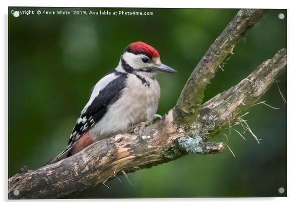 Juvenille Great Spotted Woodpecker Acrylic by Kevin White