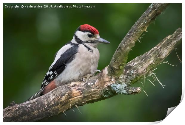 Juvenille Great Spotted Woodpecker Print by Kevin White