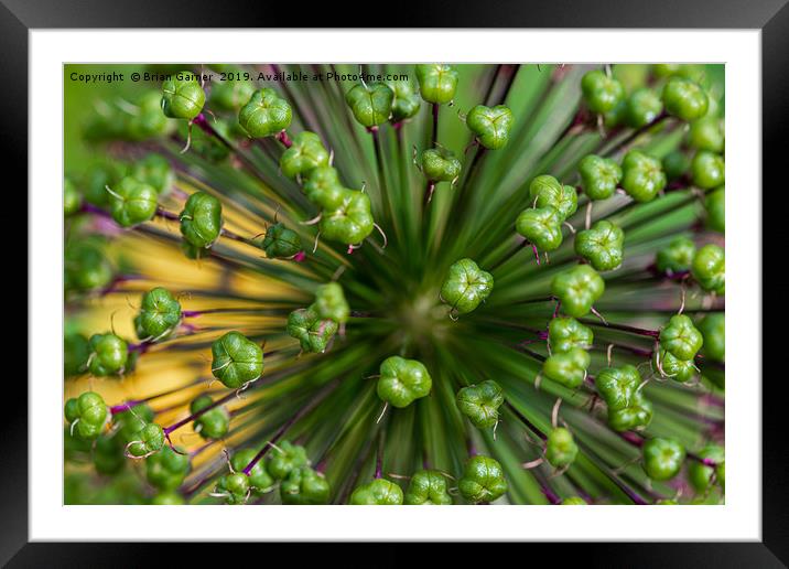 Allium Seedhead Framed Mounted Print by Brian Garner
