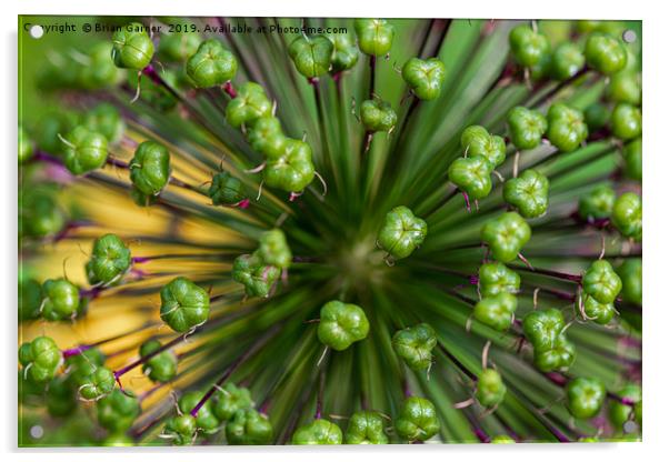 Allium Seedhead Acrylic by Brian Garner