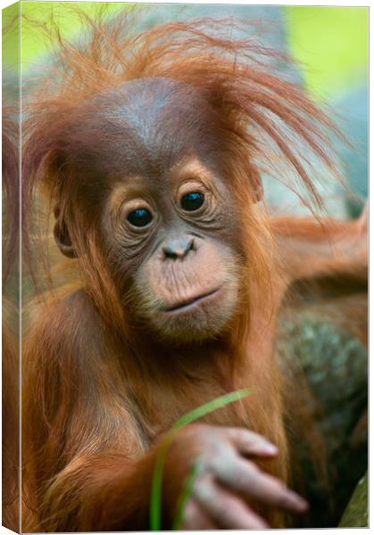 Cute baby Orangutan Canvas Print by Andrew Michael