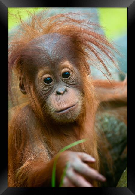 Cute baby Orangutan Framed Print by Andrew Michael