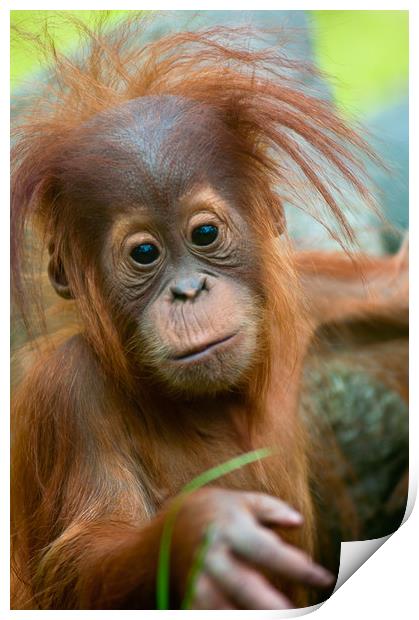 Cute baby Orangutan Print by Andrew Michael
