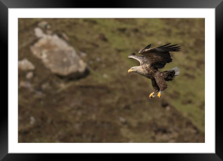 White Tailed Eagle  Framed Mounted Print by Ian Hufton