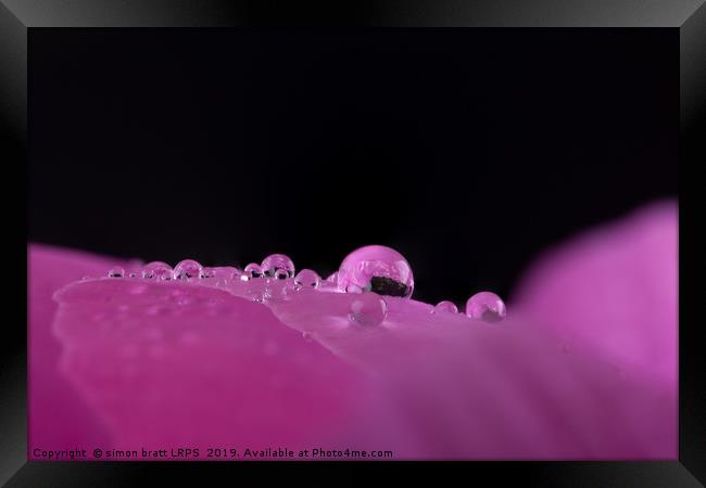 Macro water droplets on a flower petal  Framed Print by Simon Bratt LRPS