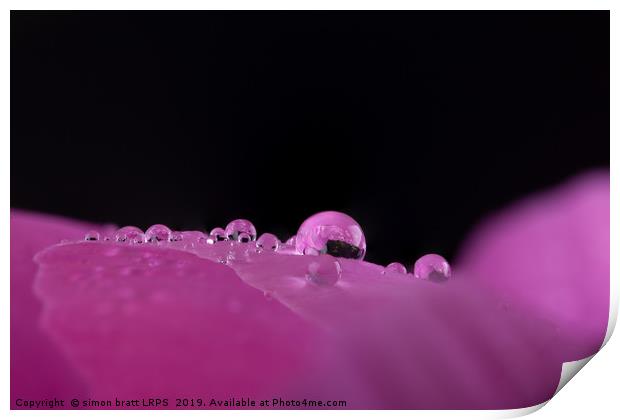 Macro water droplets on a flower petal  Print by Simon Bratt LRPS