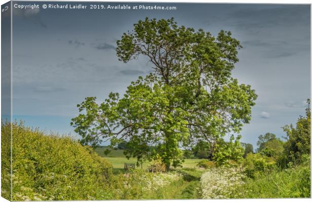 Summer Lane and Ash Tree Canvas Print by Richard Laidler