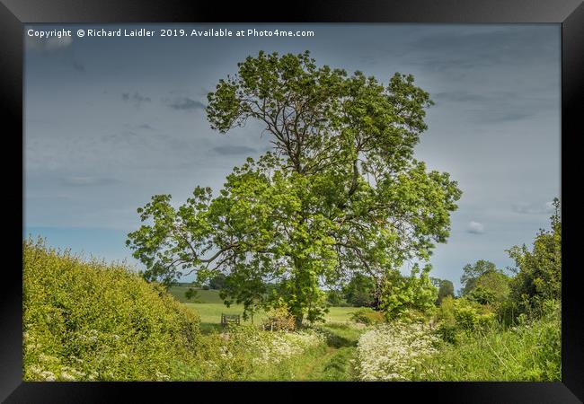 Summer Lane and Ash Tree Framed Print by Richard Laidler