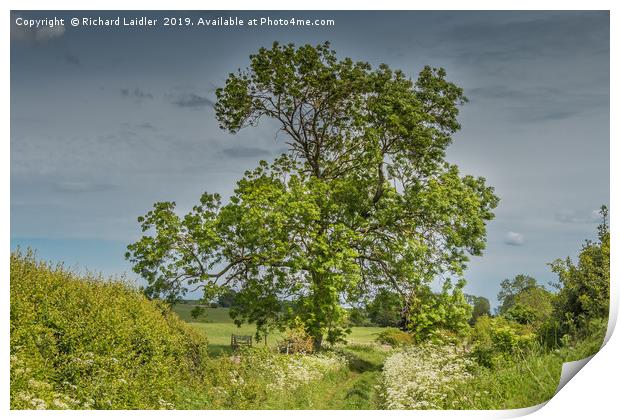 Summer Lane and Ash Tree Print by Richard Laidler