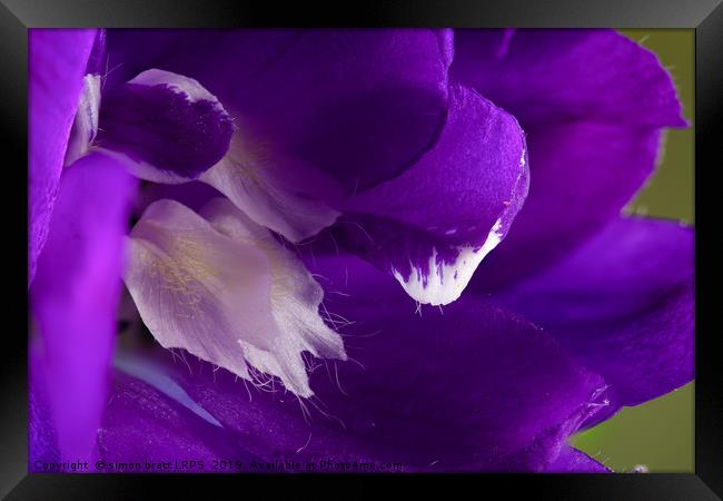Purple Delphinium flower super macro close up Framed Print by Simon Bratt LRPS