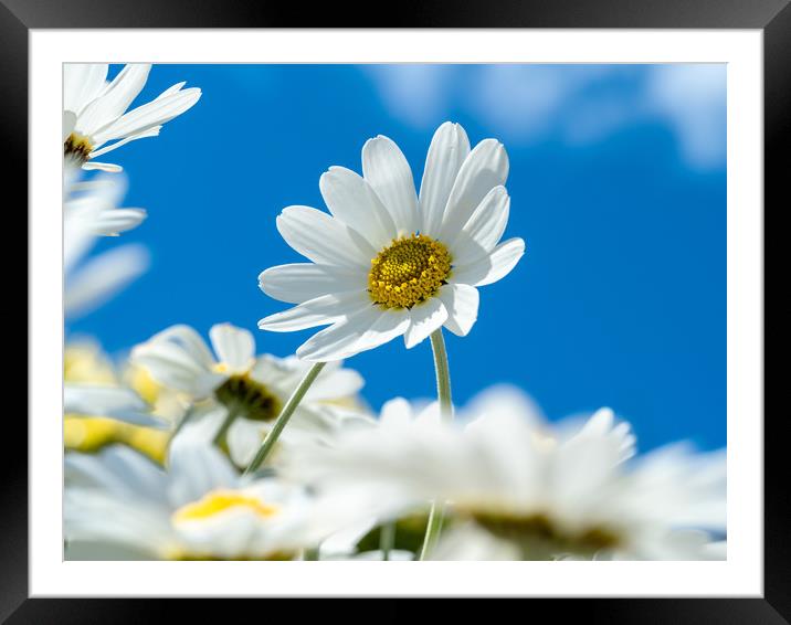 Oxeye Daisies. Framed Mounted Print by Colin Allen