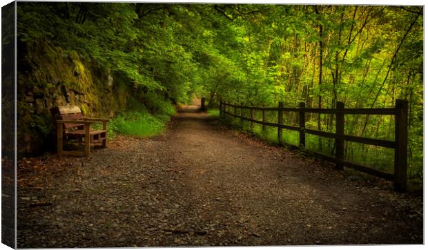 Forest walkway with fence and bench Canvas Print by Leighton Collins