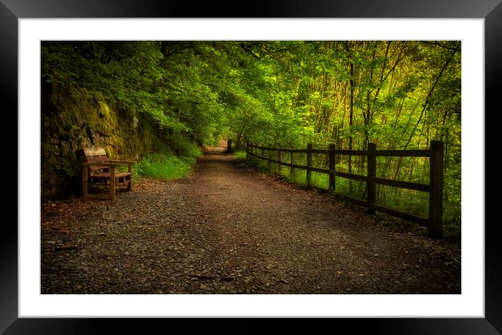 Forest walkway with fence and bench Framed Mounted Print by Leighton Collins