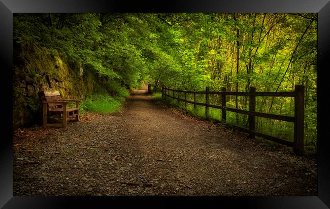 Forest walkway with fence and bench Framed Print by Leighton Collins