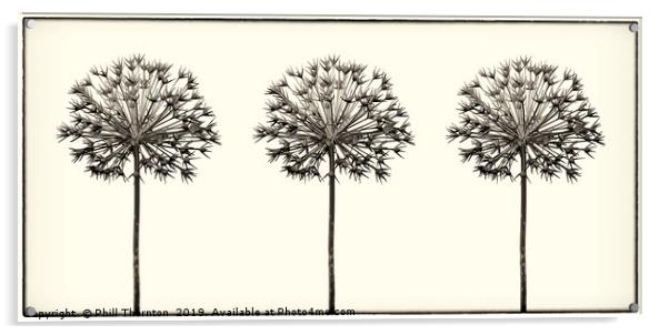 Antique Allium Trio Acrylic by Phill Thornton