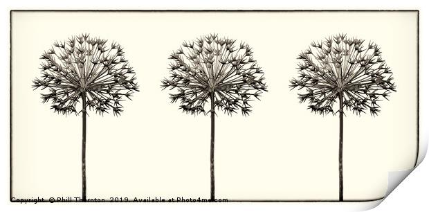 Antique Allium Trio Print by Phill Thornton