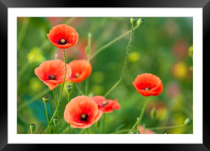 Red Poppies  Framed Mounted Print by Andrew Michael