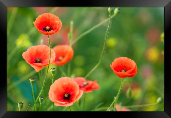 Red Poppies  Framed Print by Andrew Michael