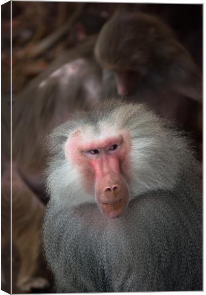Male Hamadryas Baboon Canvas Print by Andrew Michael