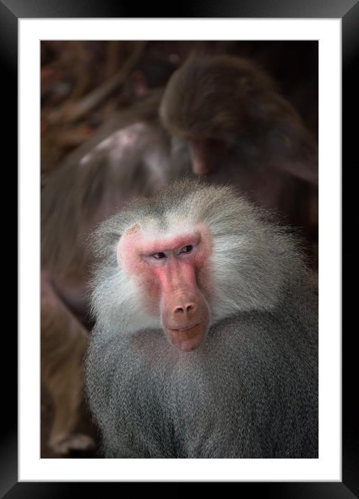 Male Hamadryas Baboon Framed Mounted Print by Andrew Michael