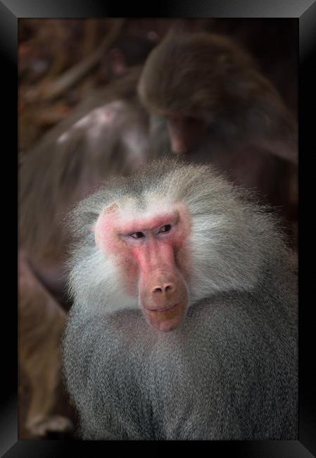Male Hamadryas Baboon Framed Print by Andrew Michael