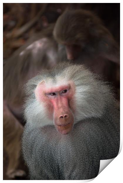 Male Hamadryas Baboon Print by Andrew Michael